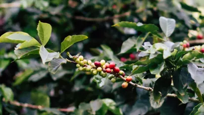 Coffee plant