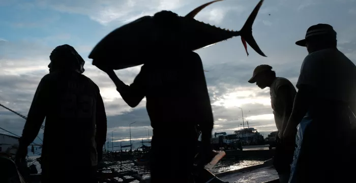 fishers unload tuna catch