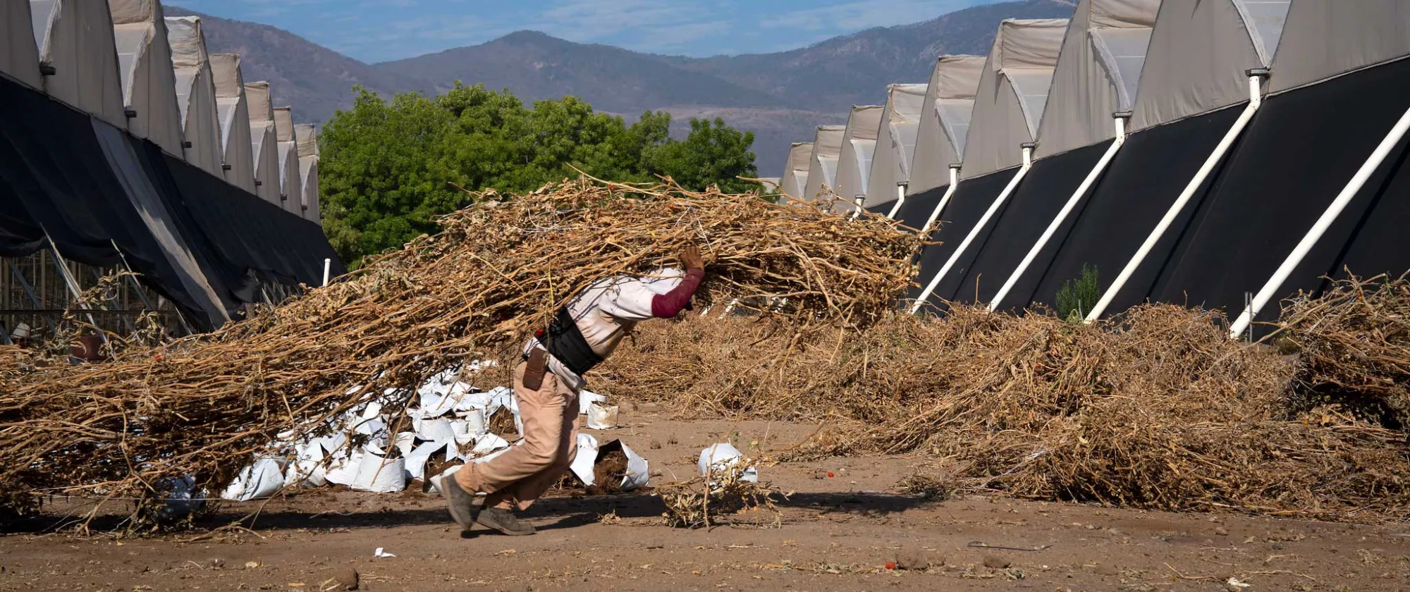 A farmer carries heavy loads of dried branches under a scorching sun