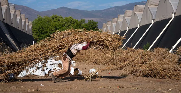 A farmer carries heavy loads of dried branches under a scorching sun